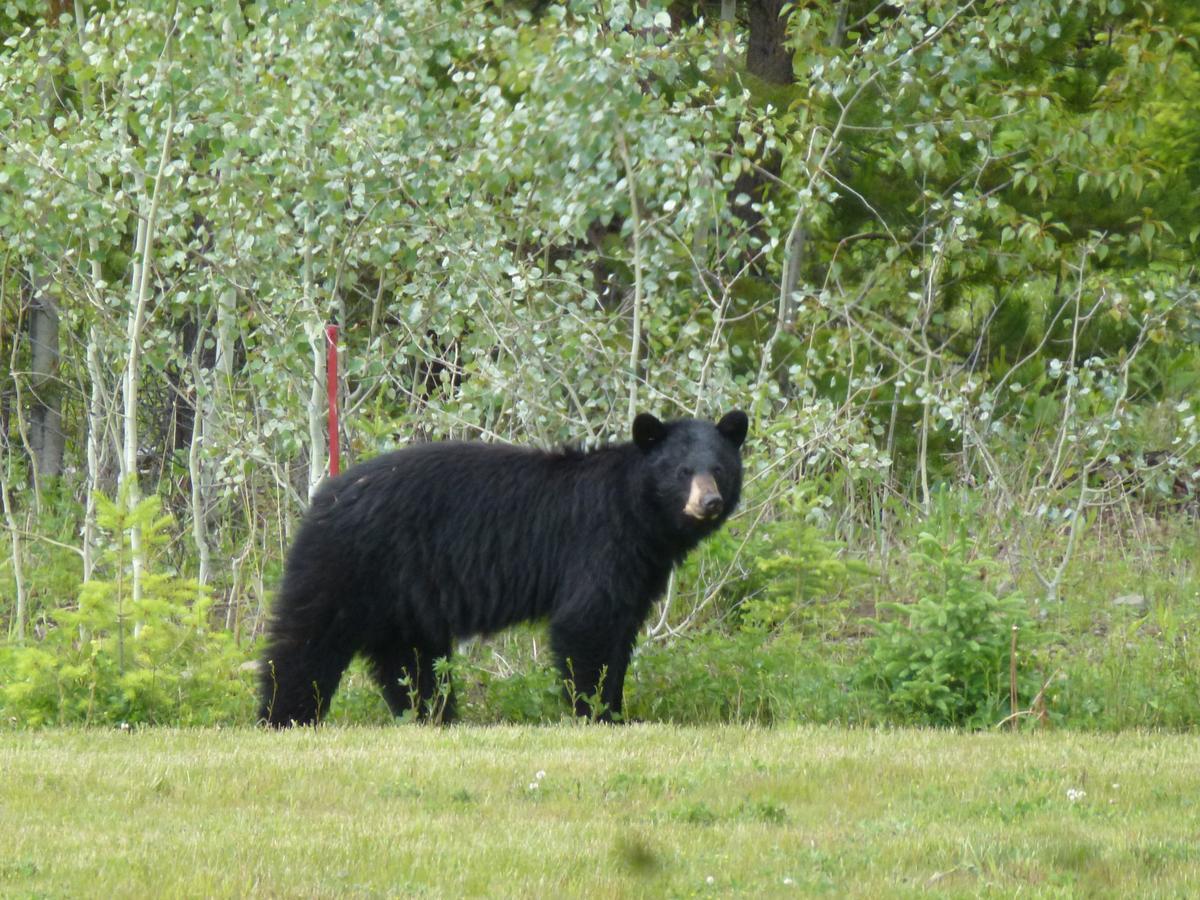 Little Black Bear Lodge/B&B Bridge Lake Extérieur photo