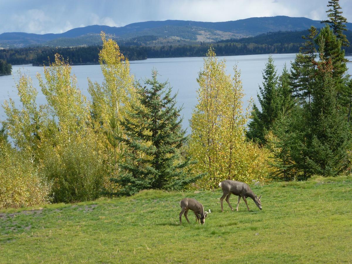 Little Black Bear Lodge/B&B Bridge Lake Extérieur photo